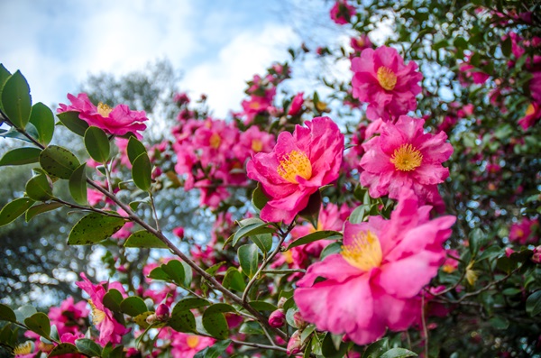 Garden-Center-Images/camellia-sans--istock.jpg